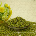 Verde Mung Beans 2.8-4.4mm, HPS Top Qualidade Grau, Atual Colheita, Bem Limpo